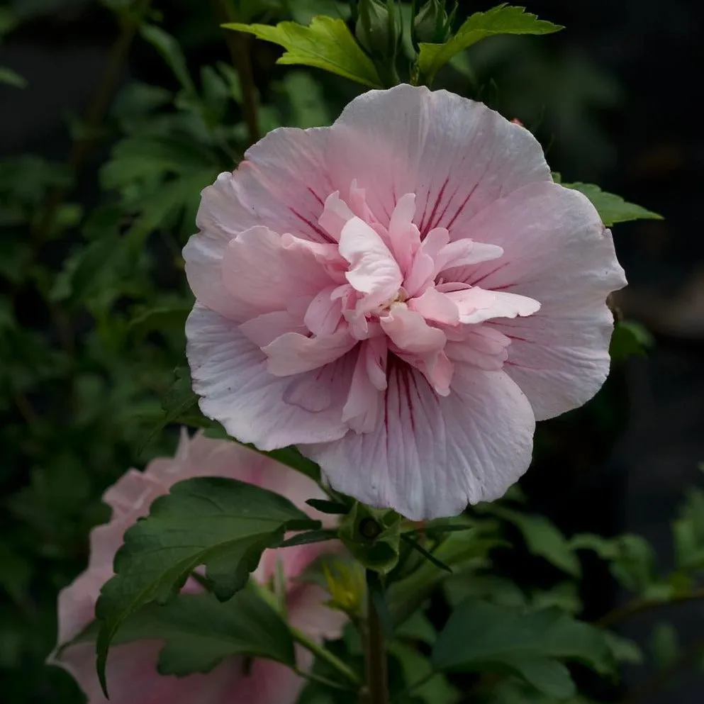 Pink Chiffon Rose of Sharon