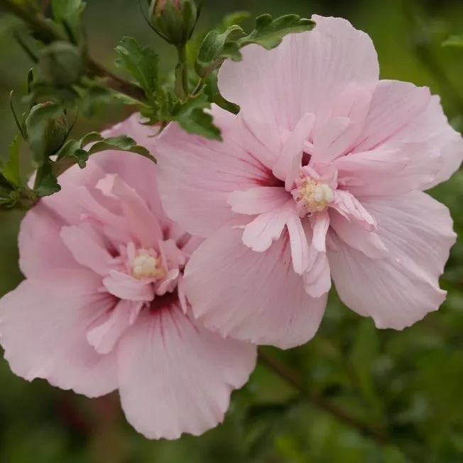 Pink Chiffon Rose of Sharon