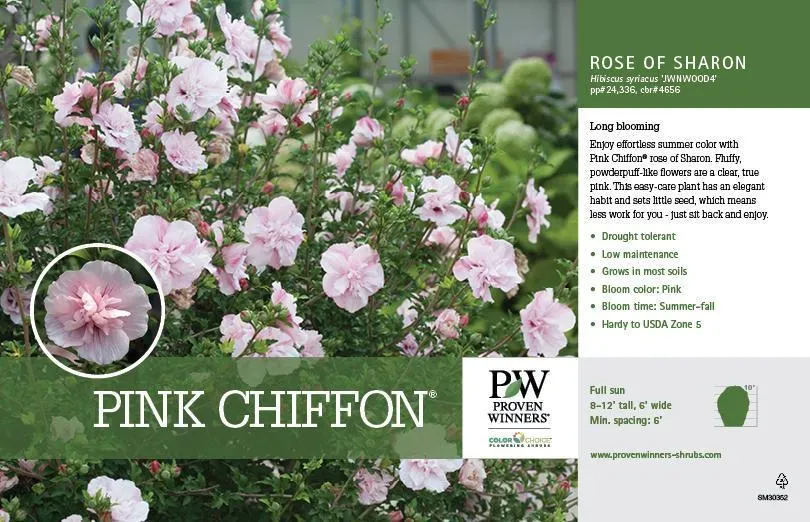 Pink Chiffon Rose of Sharon